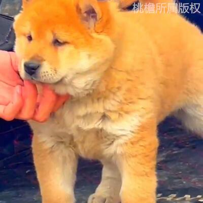 黄狗狗狗中华田园犬桃檐短毛