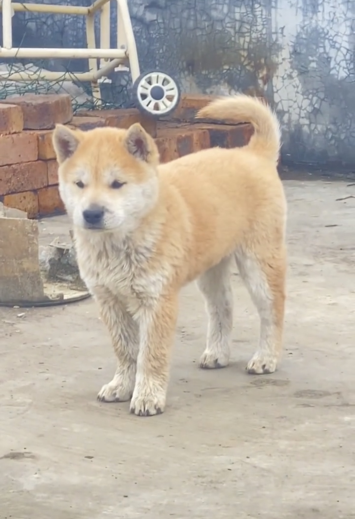 桃檐大型犬中华田园犬