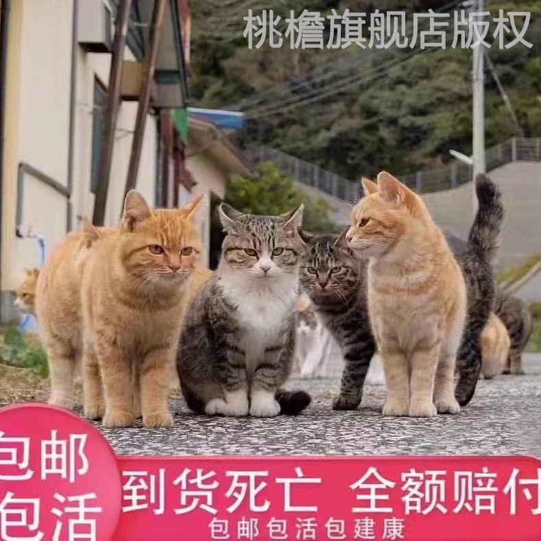 中华田园猫成年便宜捕鼠狸花猫家猫橘白猫土猫抓老鼠青年猫咪活体-封面