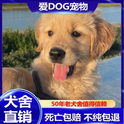 纯种金毛幼犬桃檐大型犬家养