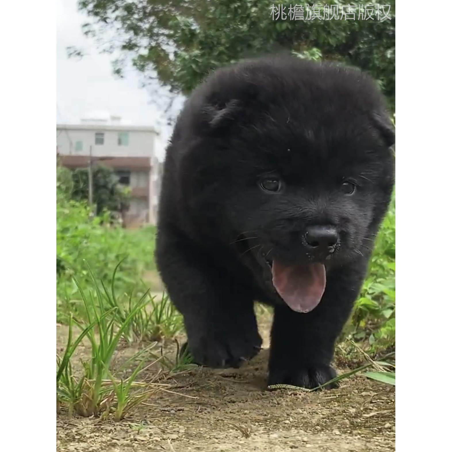 中华田园犬广西土猎犬看家护院狩猎犬幼崽打猎犬大骨架纯黑全黑色