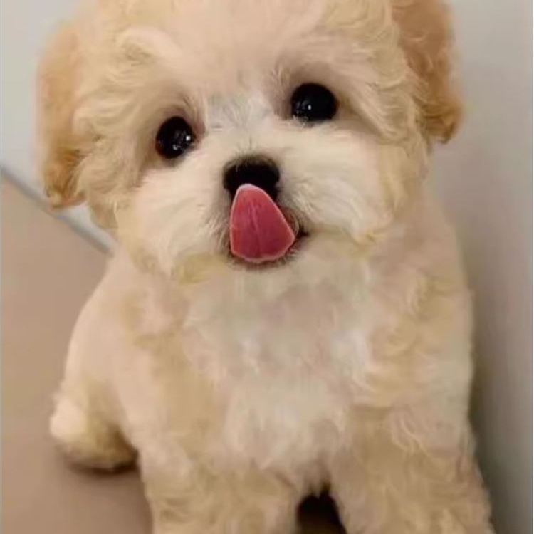 泰迪幼犬长不大贵宾犬宠物狗精品可爱小体幼崽棕色型狗小型犬活物