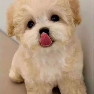 泰迪幼犬长不大贵宾犬宠物狗精品可爱小体幼崽棕色型狗小型犬活物