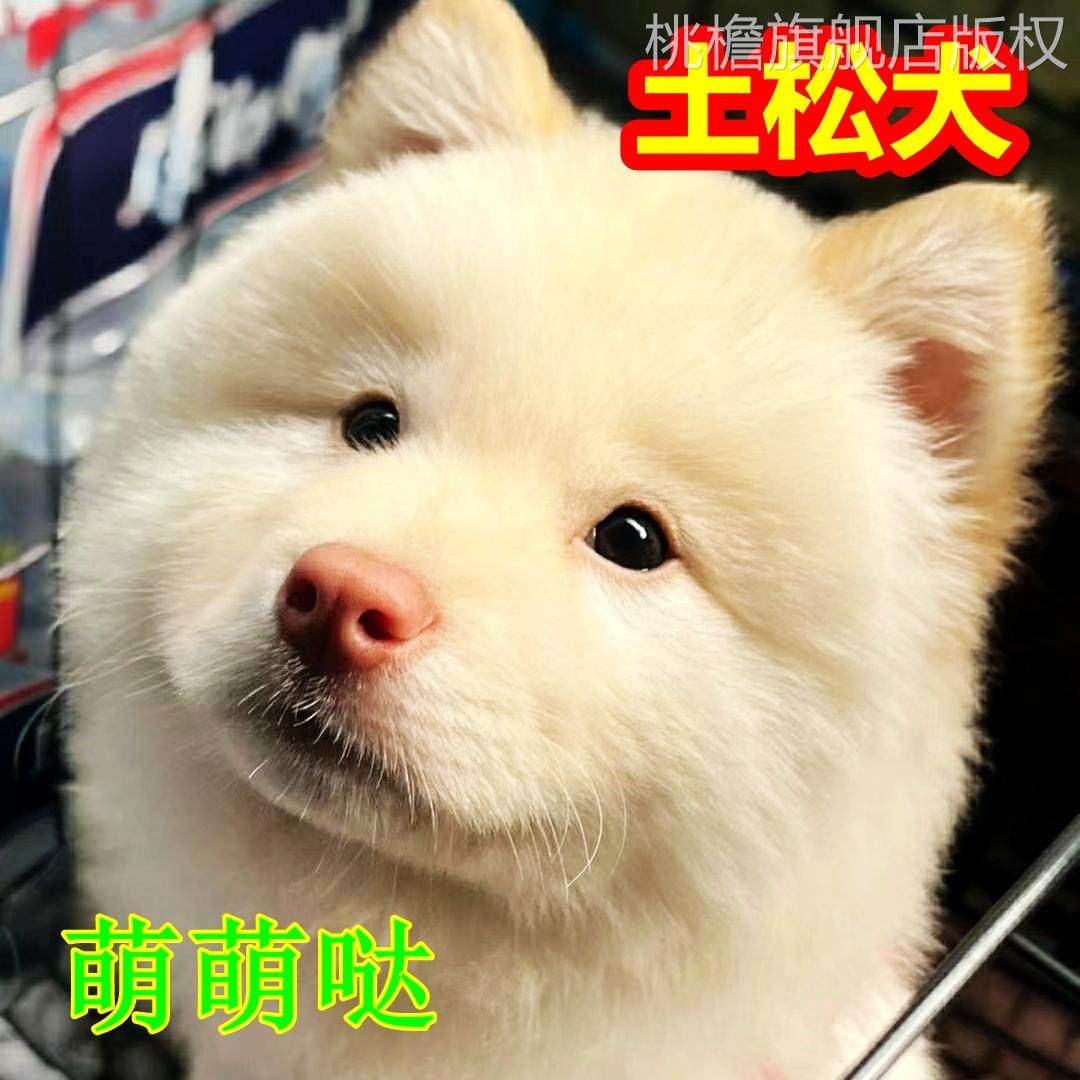 土松犬中华田园犬看家护院看门狗纯白狗狗广西土猎犬活物土松幼犬