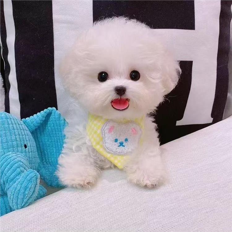 比熊幼犬超萌白色家养长不大小体活物宠物狗圆脸真狗迷你便宜幼崽
