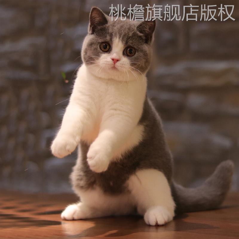 活物猫咪桃檐家养短毛