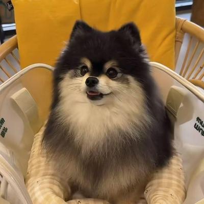 博美幼犬幼崽聪明小狗狗听话活物帅气白色活泼超萌网红真俊介犬狗