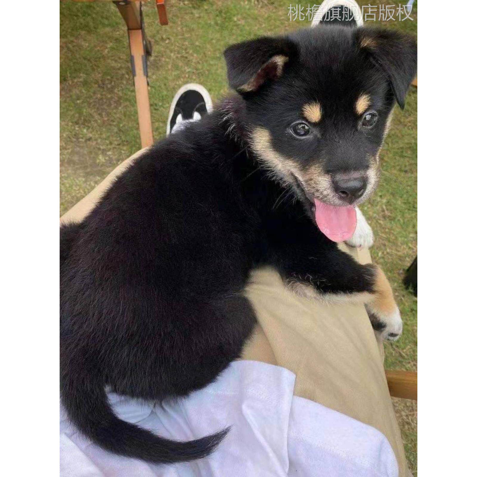 黑色四眼铁包金小黑狗活物土狗看家护院好养小狗狗幼崽中华田园犬