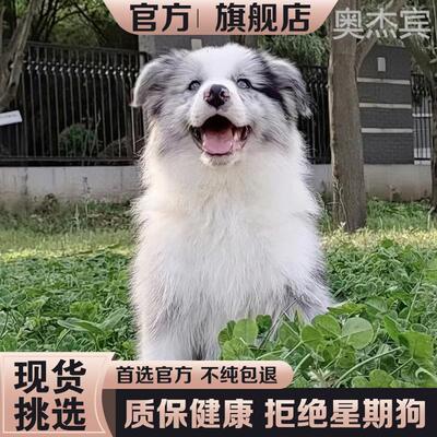 边牧犬纯种高智商咖啡色