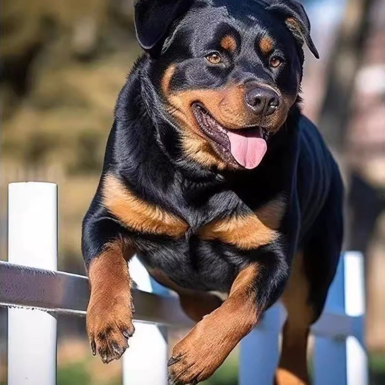 罗威纳幼犬黑色大头忠诚活体狗便宜大型犬幼宠宠物猛犬短毛霸气狗