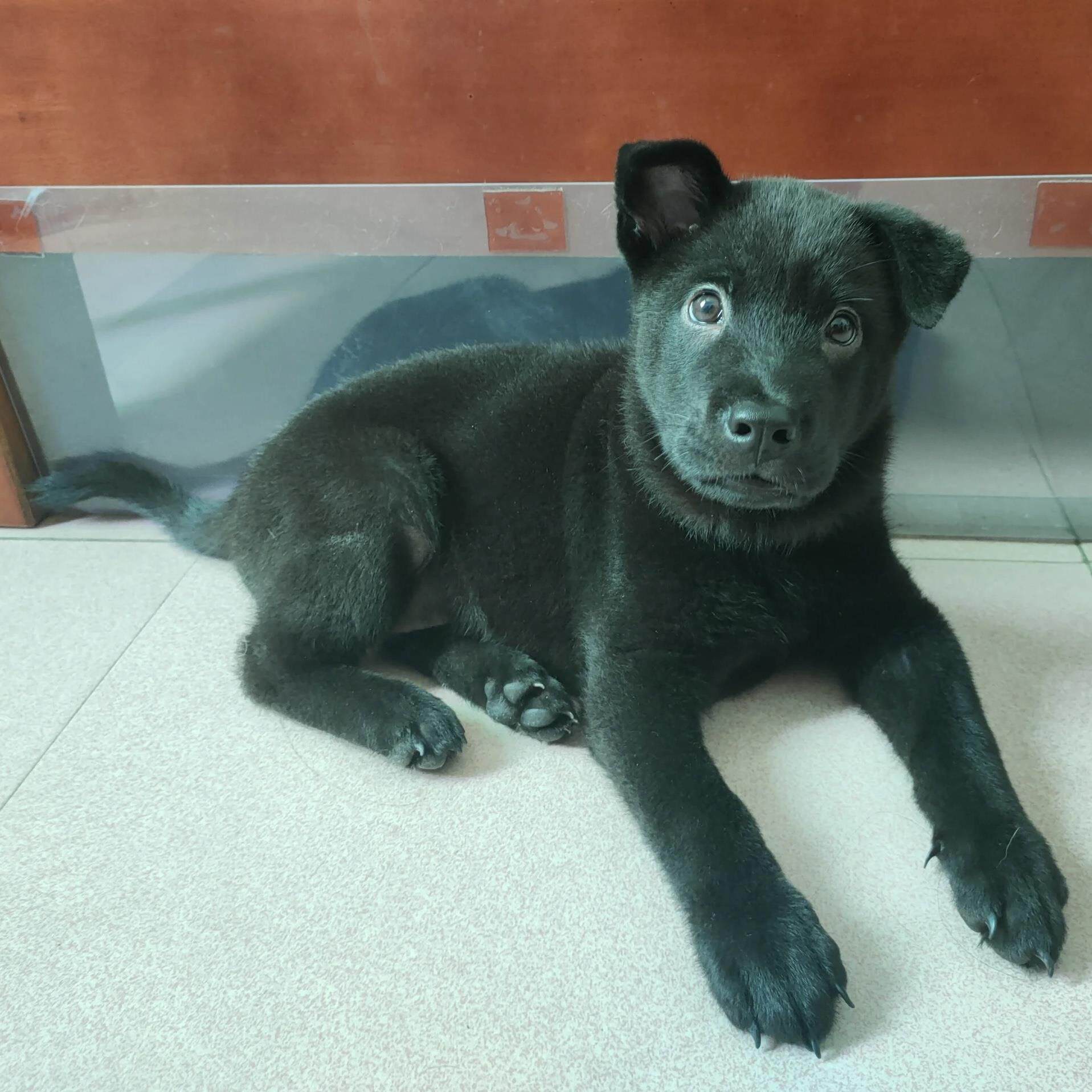 五黑犬幼犬中华田园犬广西土猎犬赶山犬巡山犬土狗黑狗看家护院狗