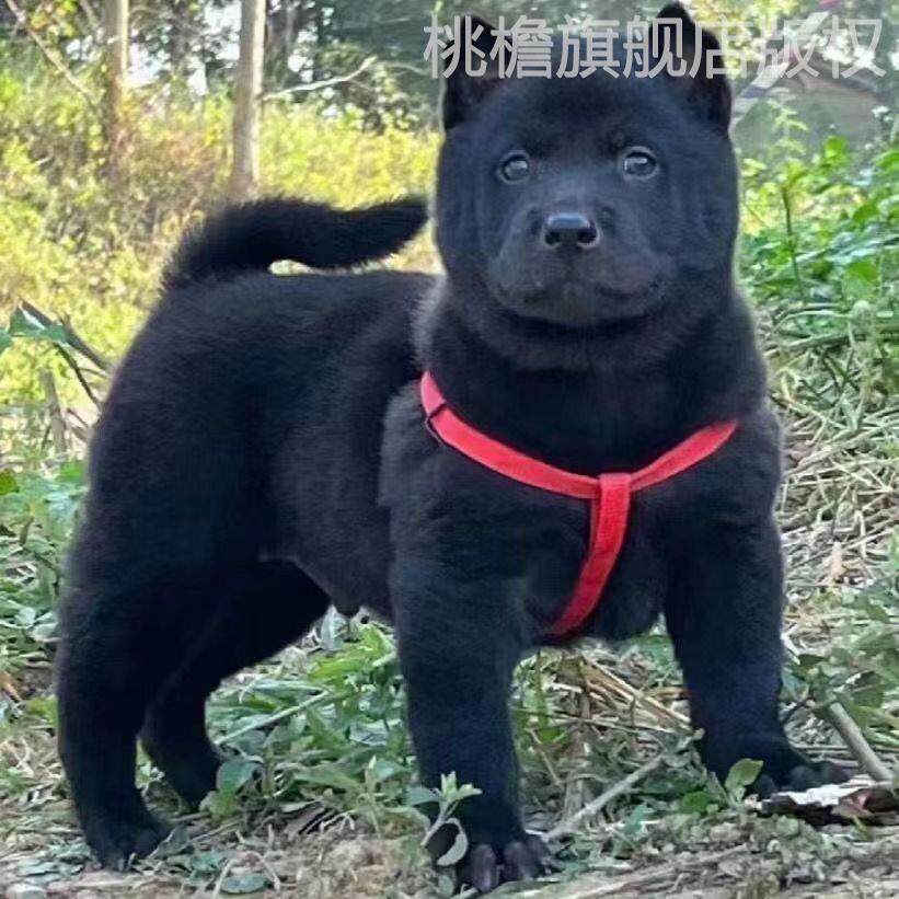 五黑犬中华田园犬虎头虎斑犬铁包金下司犬农村看家护院大黄狗幼犬