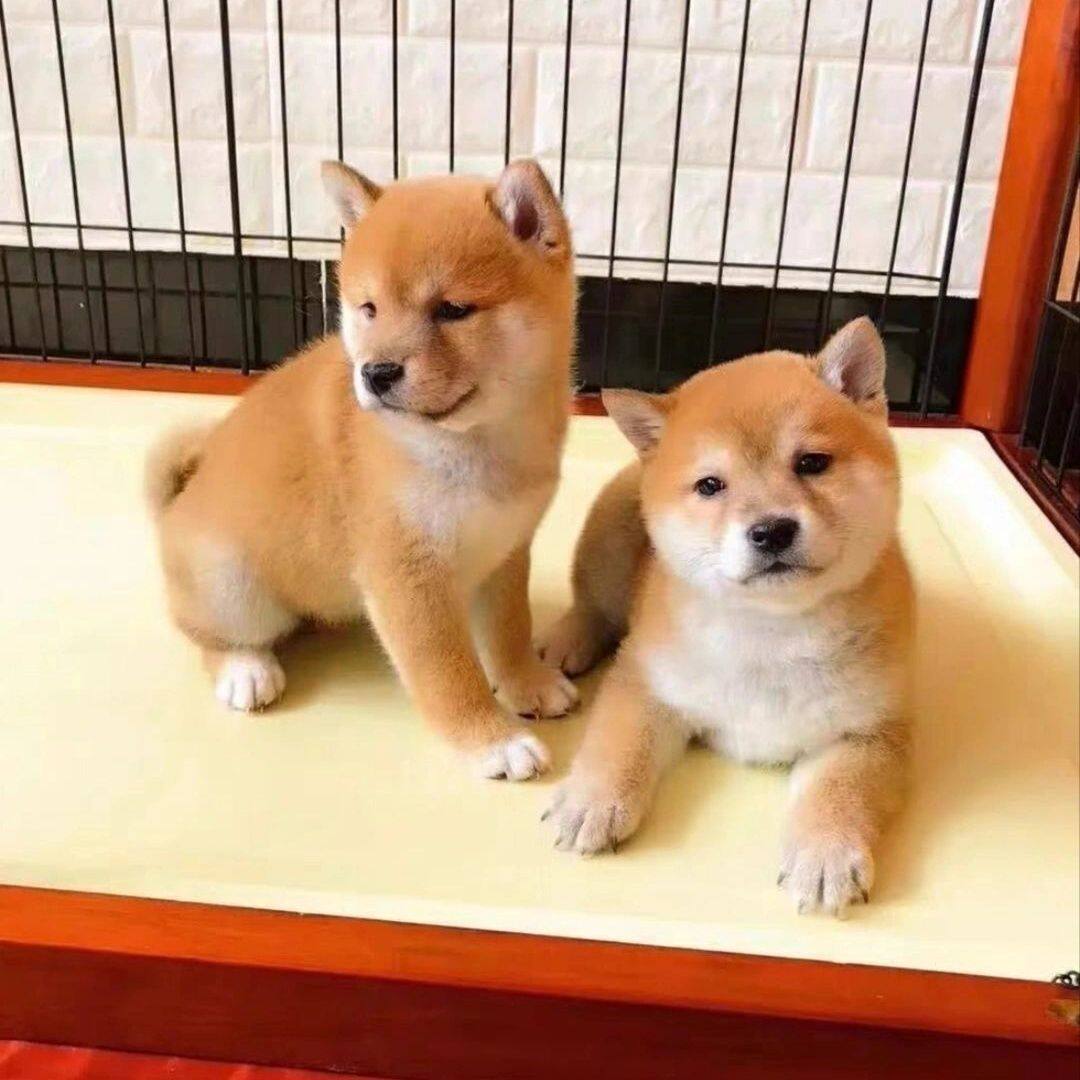 纯种柴犬幼犬日本柴犬正宗豆柴赤柴黑柴中小型犬秋田活体宠物狗狗