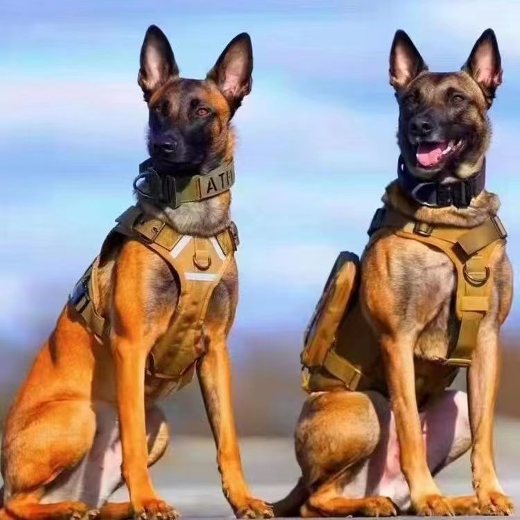 混血非纯种马犬霸气幼犬家养黄马犬黄马大型犬护卫犬看家护院狗狗