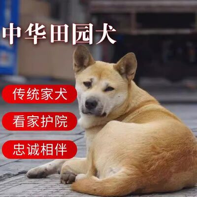 白面大黄狗桃檐中型犬家养