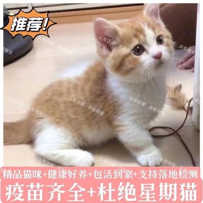 橘猫狸花猫幼崽中华田园猫狮子猫幼猫三花奶牛猫黑猫白猫活物宠物