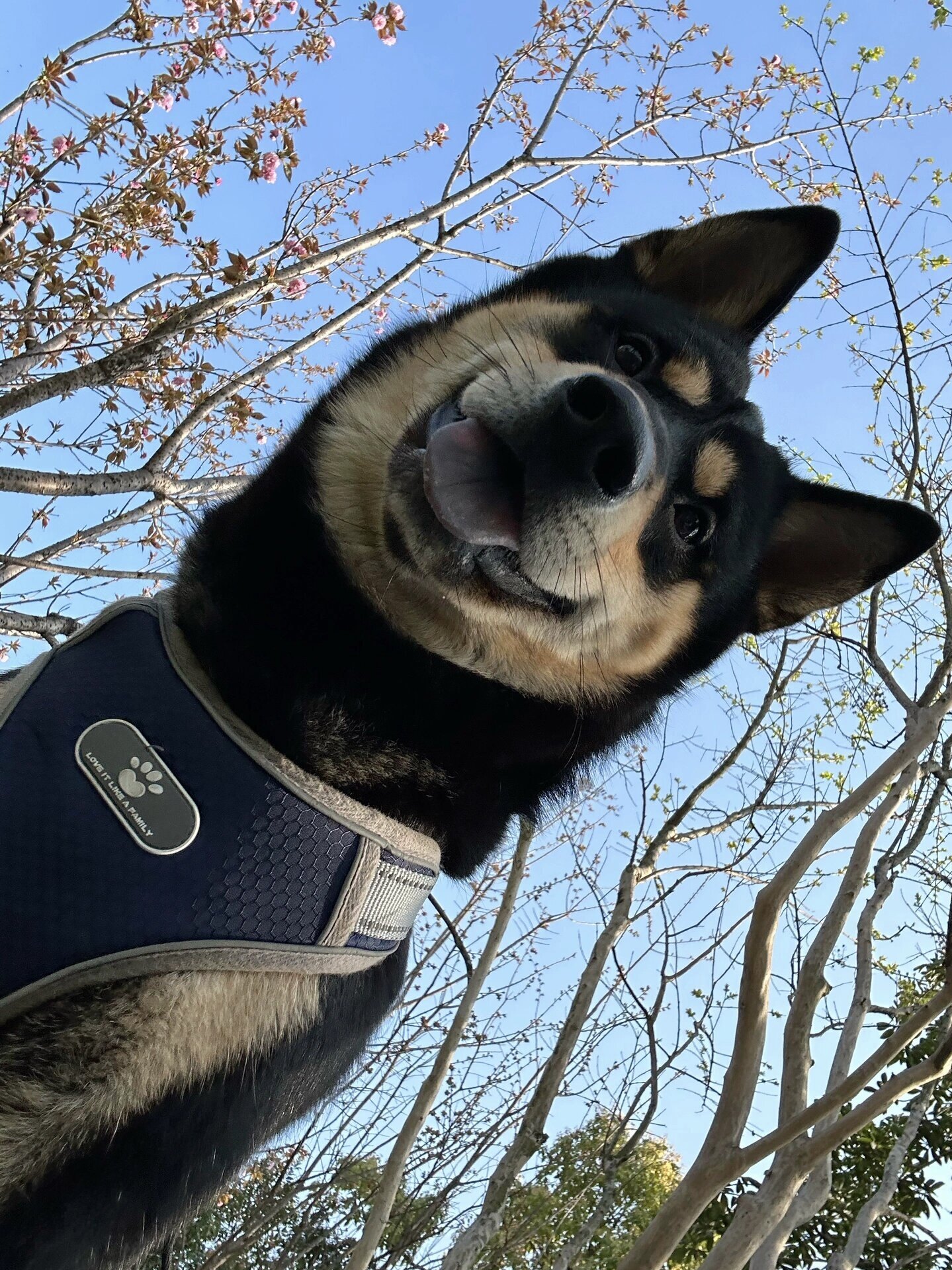 四眼铁包金土猎犬四眼犬看家护院土狗土猎犬家养小土狗中华田园犬