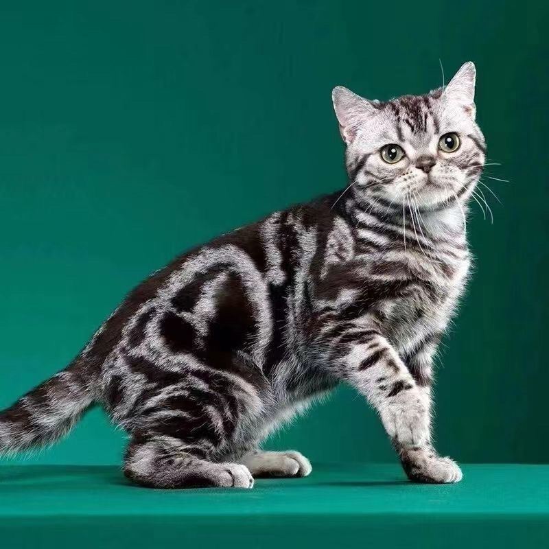 虎斑美短标斑银虎斑棕虎斑活物可爱活泼粘人聪明幼猫成猫小猫