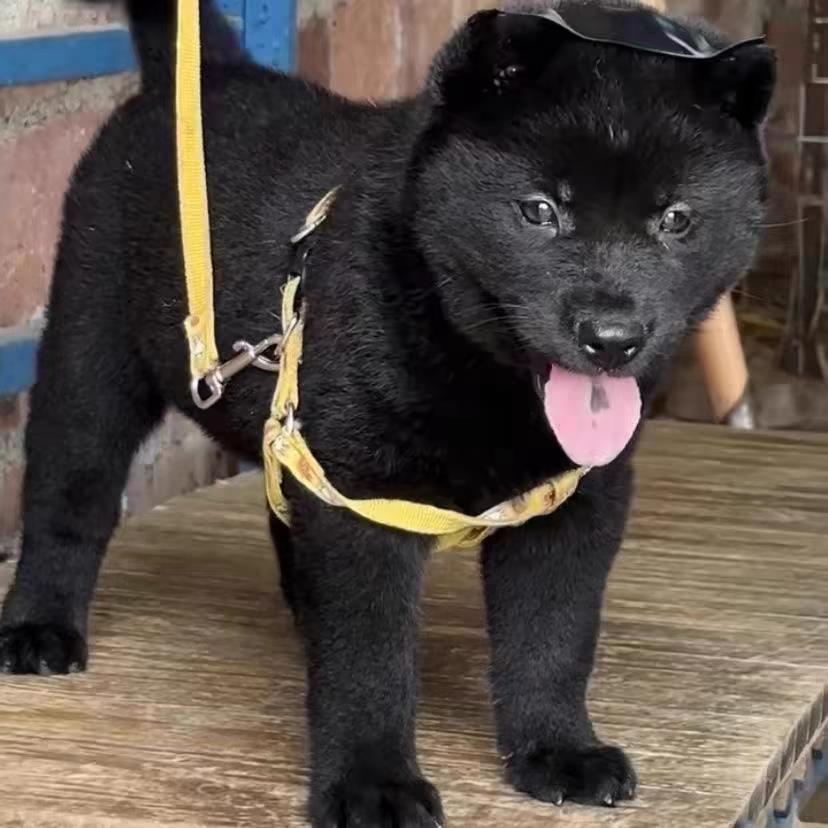 广西五黑犬幼犬大型犬纯黑土猎犬中华田园犬土狗幼崽赶山犬好养活 宠物/宠物食品及用品 狗狗 原图主图