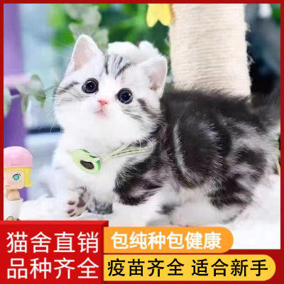 美短猫咪起司银虎斑金标