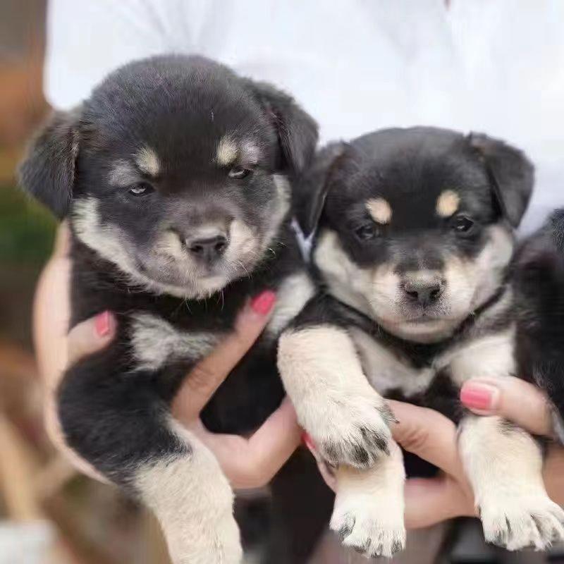 中华田园犬四眼铁包金幼犬活体看家护院中型犬花狗纯黑狗白狗幼犬