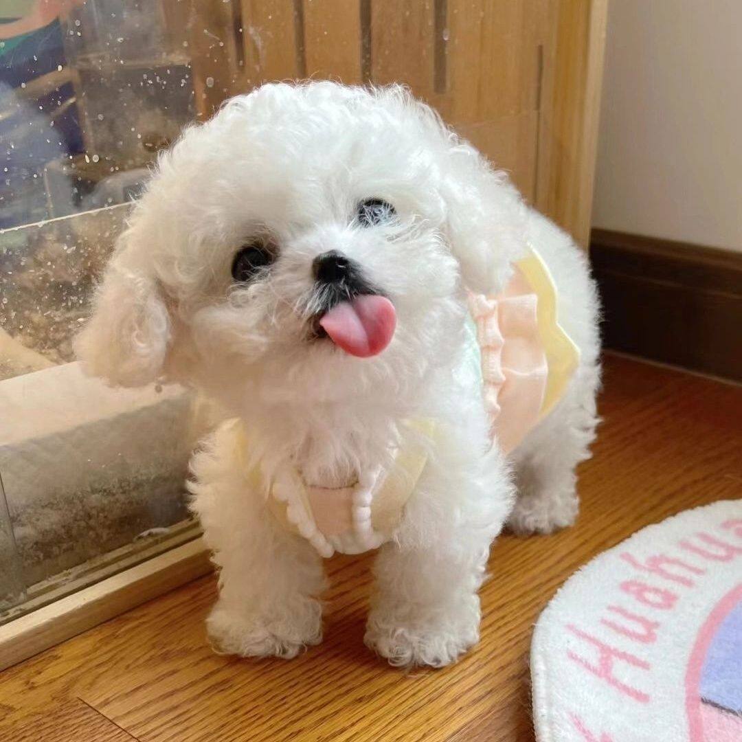 比熊犬幼崽白色长毛长不大宠物小狗狗活物幼崽真狗可爱聪明比熊犬
