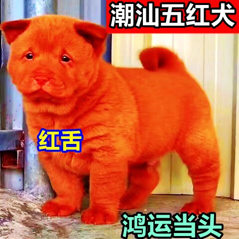 潮汕五红犬活体幼犬五黑犬狗崽狗狗虎斑红色土狗土猎犬中华田园犬