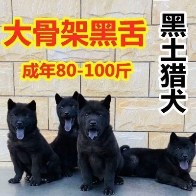 桃檐大型犬五黑犬大型犬