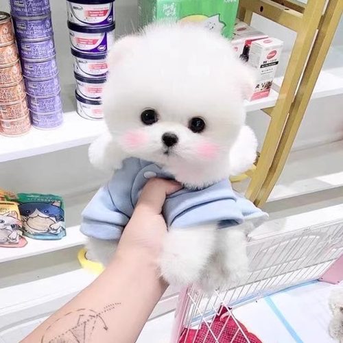 纯种博美幼犬可爱超小白茶杯袖珍