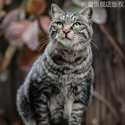 网红橘猫全狸成年活体田桃檐短毛