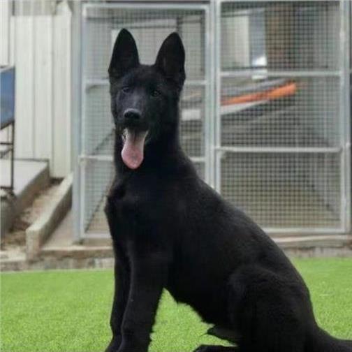 德牧幼犬大型犬家养幼宠高智商宠物狗真狗护院活物活体狗弓背警犬