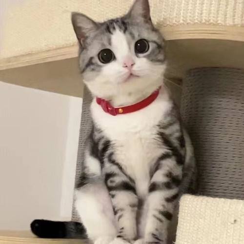 起司美短加白国毛猫虎斑