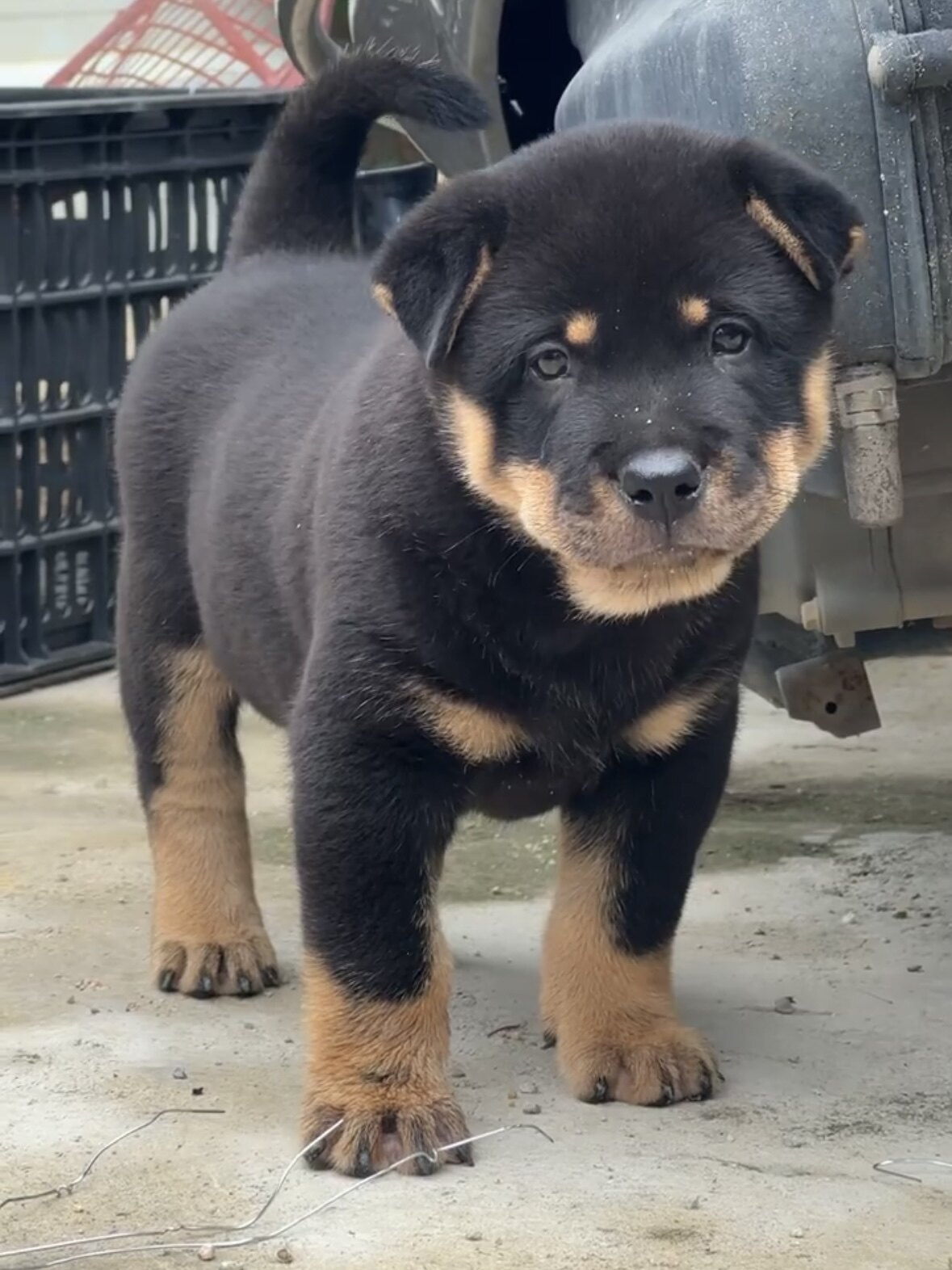 四眼铁包金幼犬广西土猎犬中华田园犬土狗便宜活体看家护院大骨架