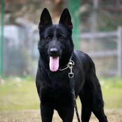 德牧幼犬狗狗德国牧羊犬看家护院犬工作犬警犬幼崽黑背犬猎犬长毛