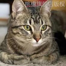 中华田园猫家猫狸花猫橘猫奶牛猫三花猫白猫黑猫纯种猫抓老鼠猫活