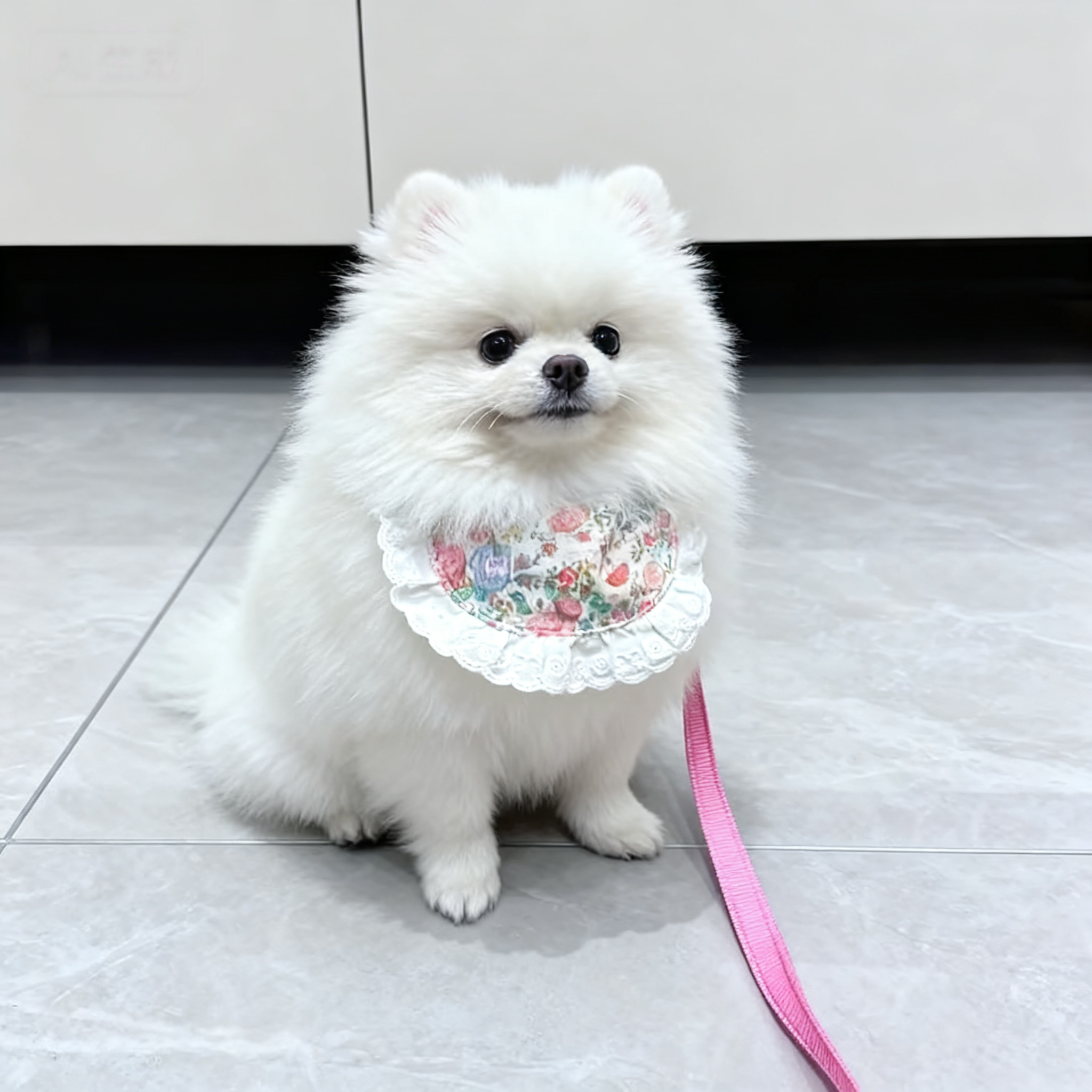 博美幼犬袖珍犬俊介犬小体迷你犬