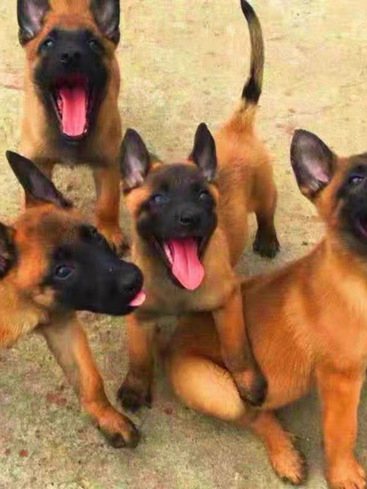 混血看家马犬小马犬二个月黄红马马犬幼犬黄马黑红马犬狗犬护卫犬