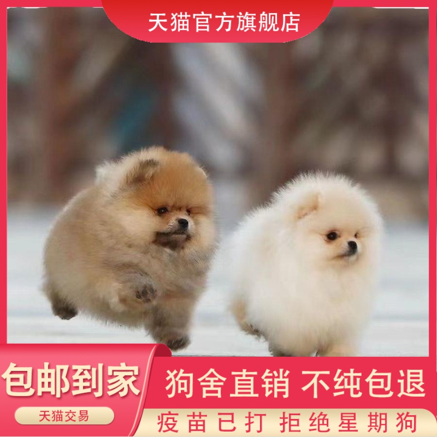 纯种博美犬桃檐小型犬家养