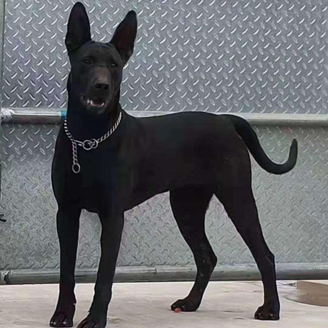 纯种中华墨界黑狼犬幼犬活体大型巨型纯黑色看家护院大狼狗护卫犬
