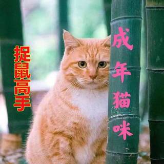 中华田园猫小猫家养三花猫橘白猫狸花猫狸白猫橘猫黑白奶牛猫小猫