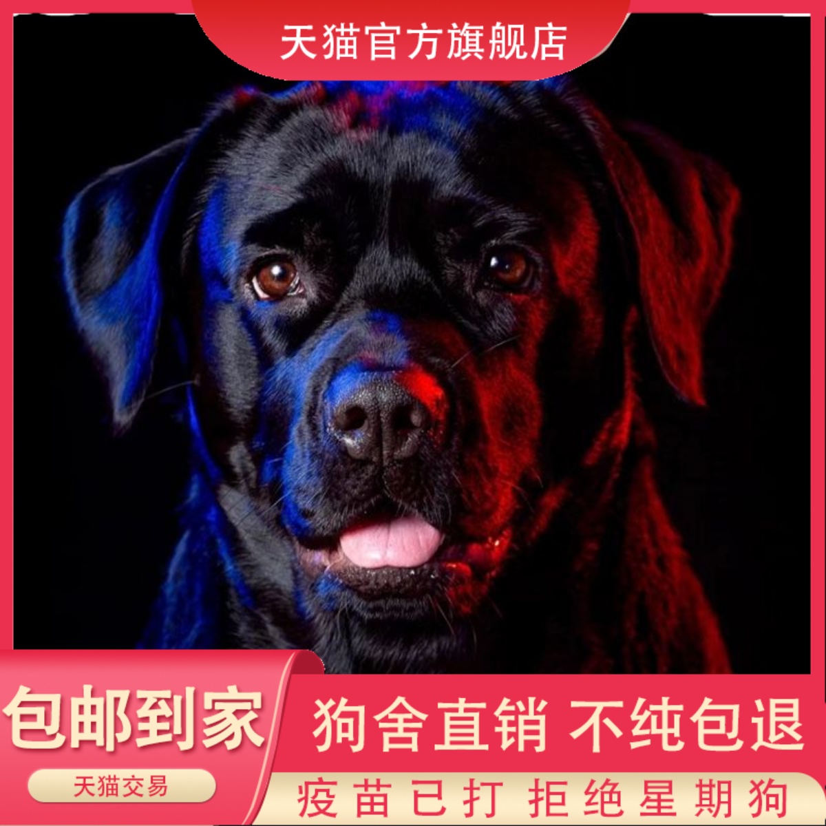 纯种宠物狗拉布多幼犬双