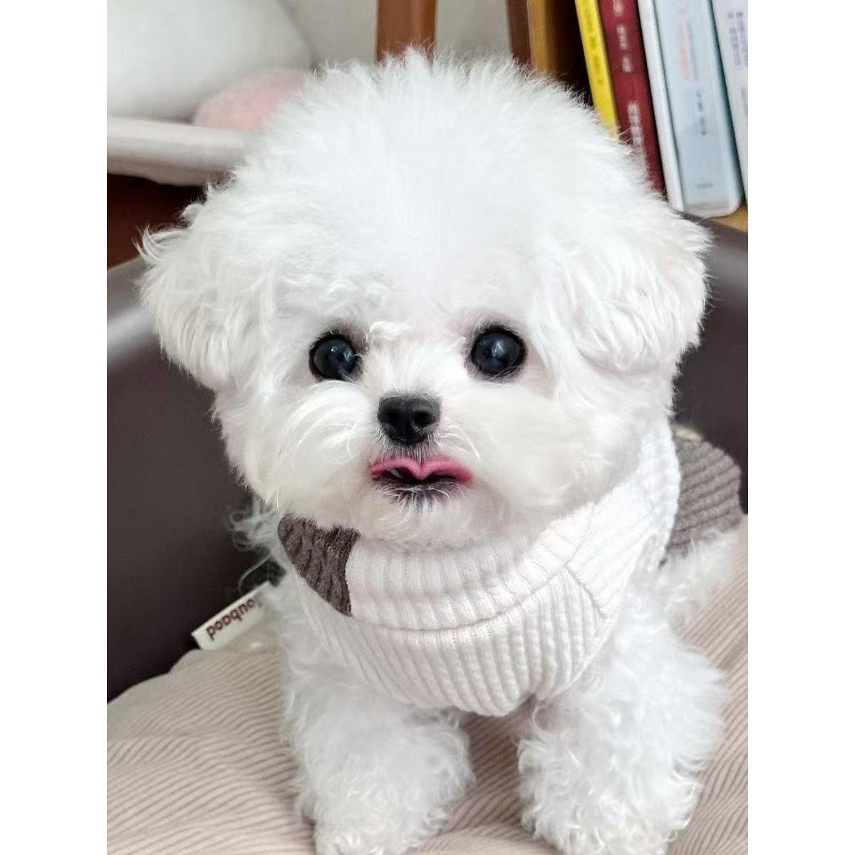 比熊幼犬小体超萌袖珍活物真狗白色幼崽球形网红狗活体迷你犬便宜