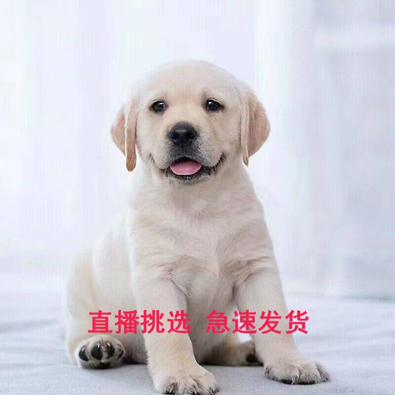 拉布拉多高智商家养型宠物活物导盲犬拉不拉多神犬小七活体幼崽犬