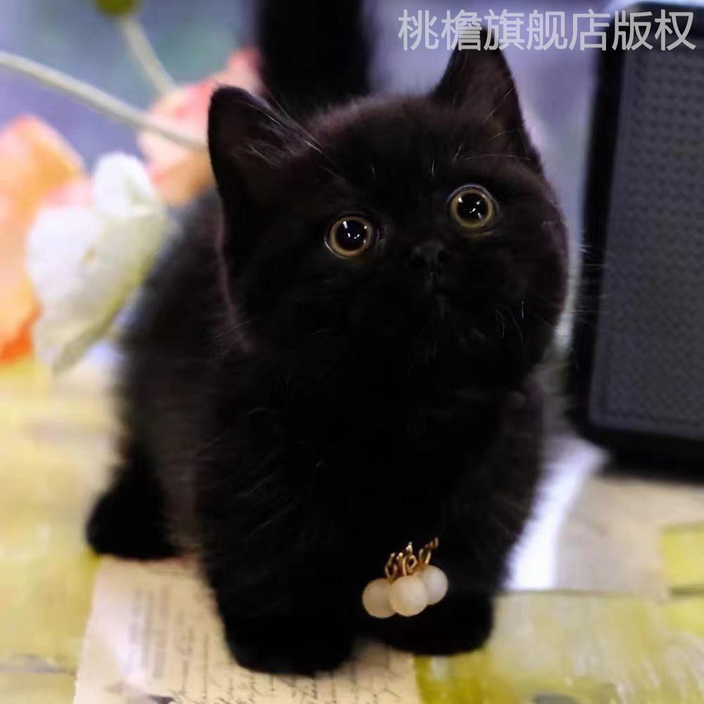 玄猫黑猫纯黑色猫咪无杂毛黑猫大猫网红活的宠物猫便宜小宠物超萌-封面