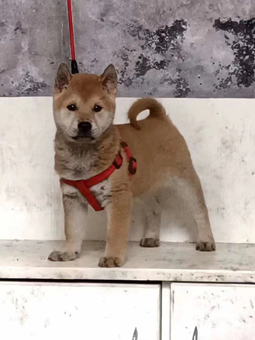 广西土猎犬黄狗白面大黄狗幼犬赶山犬活体看家护院忠诚正宗看门狗