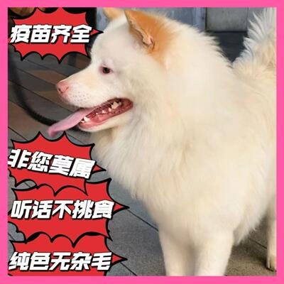 土松幼犬幼崽听话护主温顺狮子狗狗狗真狗虎头广西土猎犬聪明萌宠
