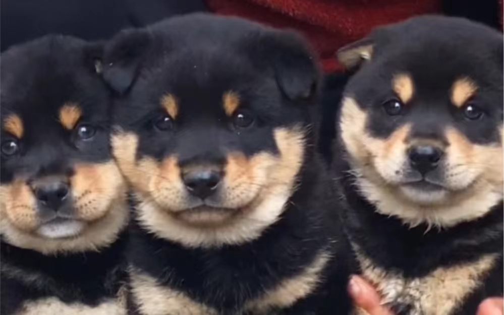 纯种中华田园犬家养土狗幼犬金毛比熊混血大黄狗纯黑四眼铁包金狗
