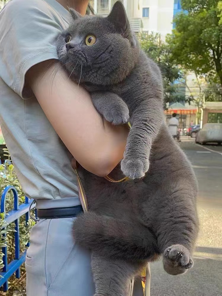 英短蓝猫蓝白折耳布偶猫矮脚美短金银渐层猫咪活物小猫幼猫宠物猫