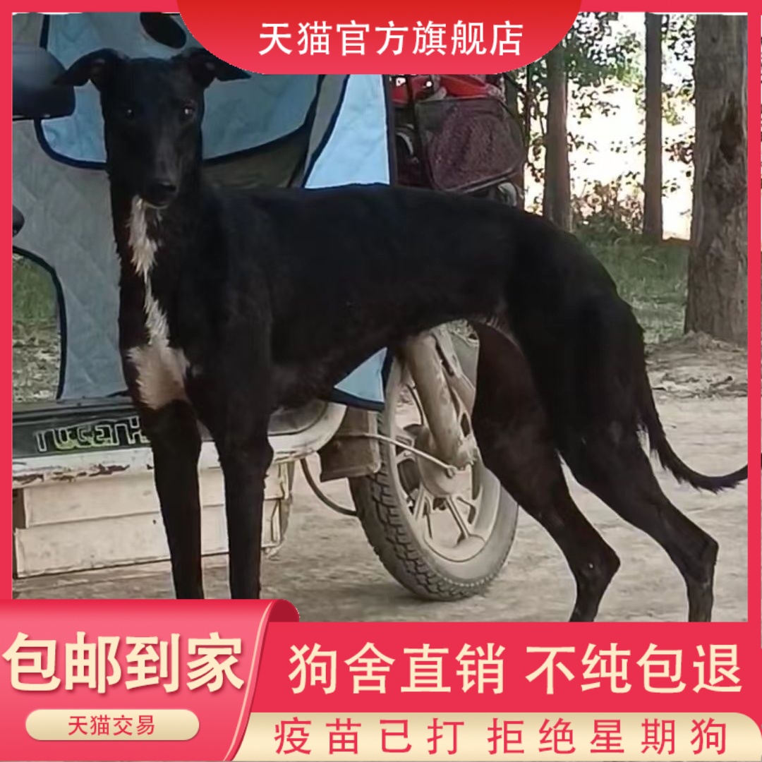 格力犬幼纯种猎兔灵缇细
