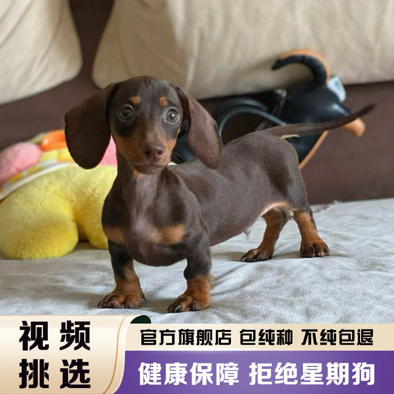 短腿腊肠犬幼犬真狗宠物狗活的双血统腊肠狗短毛小型犬小狗狗活物